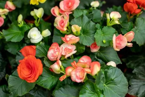 Défense d'escargots avec des bégonias des glaces : voici comment ça marche