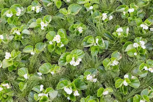 Combiner les bégonias des glaces : astuces pour des massifs harmonieux