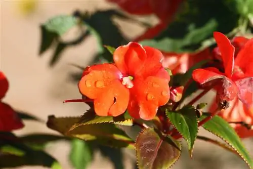 Bégonias des glaces : l'endroit idéal pour des fleurs luxuriantes