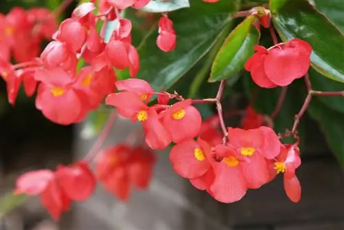 Begonia sayap naga mengatasi musim sejuk