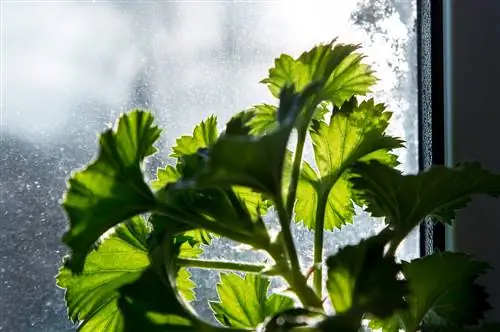 Ædle pelargonier overvintrer