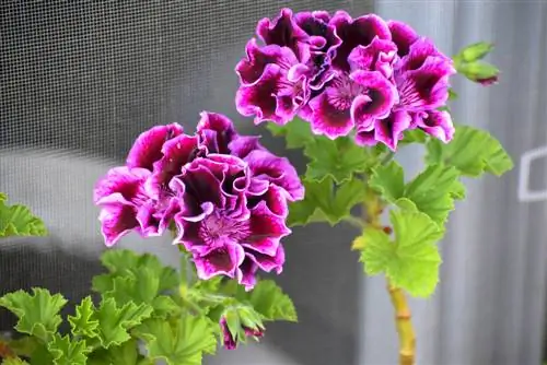 rezanje plemenitih pelargonij