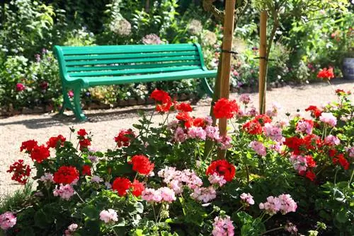 ædel geranium placering