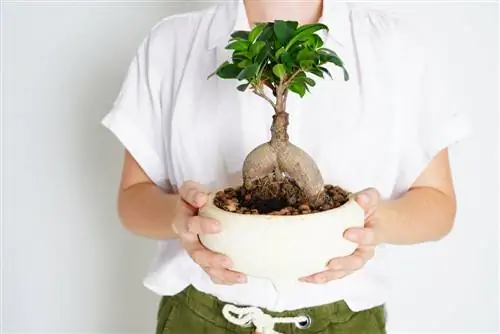 Ficus женьшенге кам көрүү