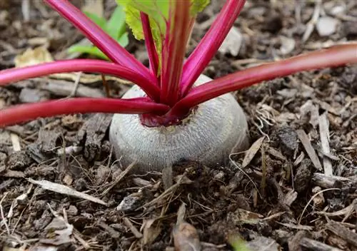 beetroot fertilizers