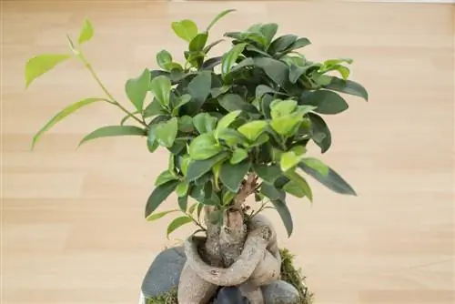 ficus ginseng txiav