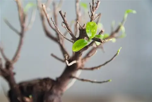 Ficus ginseng taber blade: årsager og løsninger