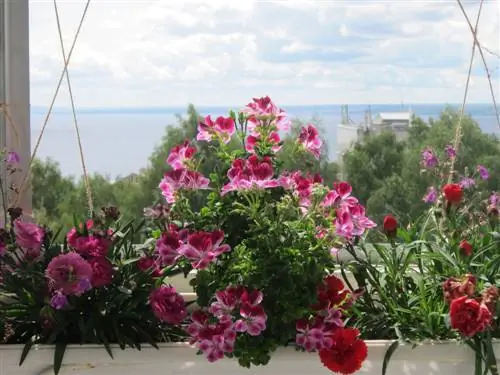 Noble geraniums for the balcony: This is how the flowers are magnificent