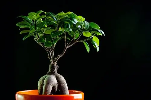 ficus ginseng venenoso