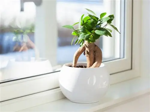 tamanho de ficus ginseng