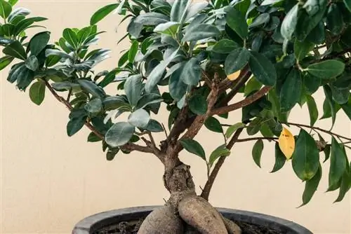 ficus-ginseng-gule-blader