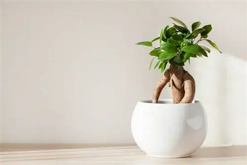 บอนไซโสม Ficus