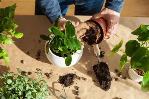 herpotting van ficus ginseng