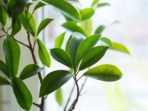 Nhân giống nhân sâm Ficus