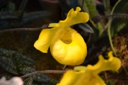 Lady's Slipper Orchids: Upptäck de olika typerna