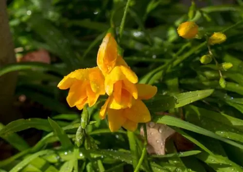 Freesias in jou eie tuin: ligging, versorging & oorwintering