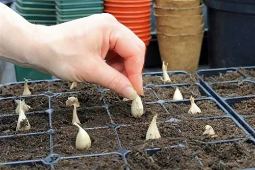 Planter des freesias : c'est ainsi que prospèrent les beautés parfumées