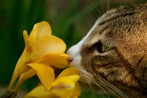 freesia toxique