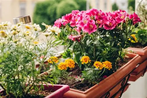 freesias-in-pot