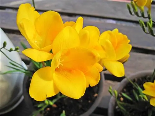 Freesia bloeitijd