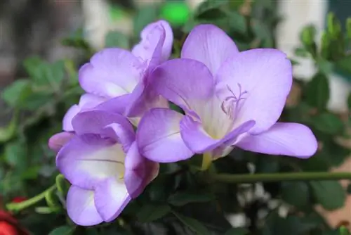 Freesias bilang mga houseplant: mga tip para sa perpektong pangangalaga