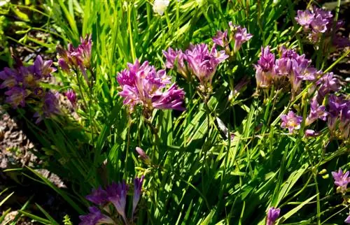 Cura de la fresia: consells per a una abundància exitosa de flors