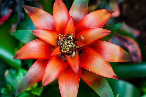 ดอก Guzmania เปลี่ยนเป็นสีน้ำตาล: จะทำอย่างไร?