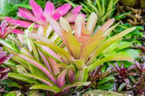 Guzmania offshoots: Propagation made easy