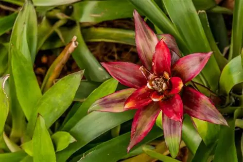 bromeliad-guzmania- ดอกไม้แห้ง