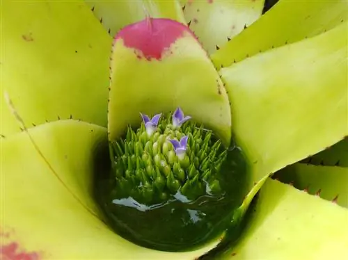 guzmania-water geven