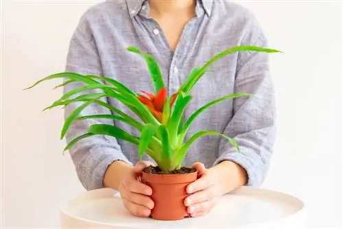 Plante Guzmania : Toxique ou inoffensive pour les humains et les animaux ?