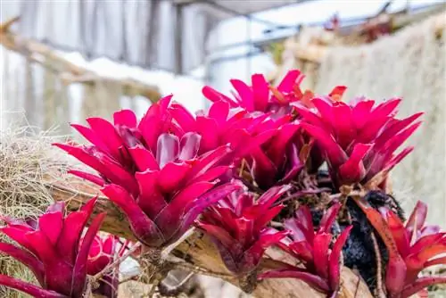 Guzmania-Kindel: Fra adskillelse til blomstrende plante