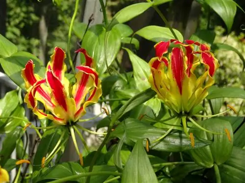 tumbuhan gloriosa