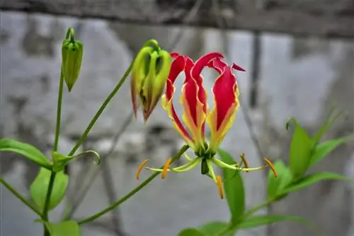 Gloriosa bevorderen: wanneer moet je beginnen en hoe ga je verder?