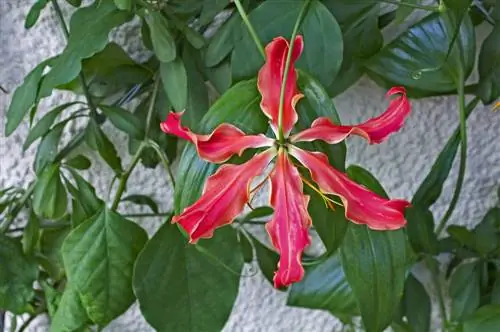 gloriosa күтімі