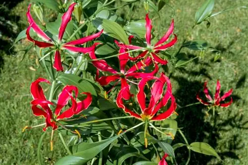 Een kroon van glorie planten: hoe je dat doet