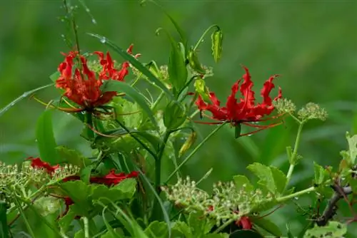 Gloriosa Rothschildiana: Quão venenosa é esta planta?