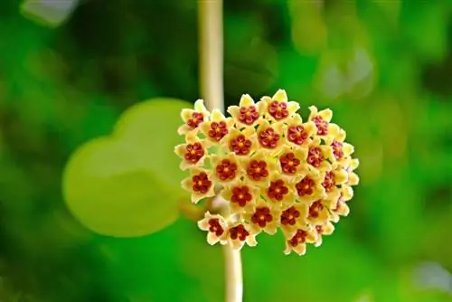 Hoya Kerrii: Florile fascinante în detaliu