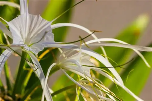 Cuidado de Ismene: ¿Cómo puedo asegurar flores magníficas?