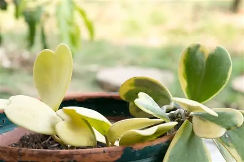 perawatan hoya kerrii