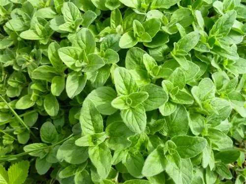 Perbedaan marjoram dan oregano