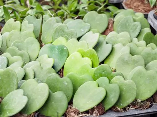 hoya kerrii planten zich voort