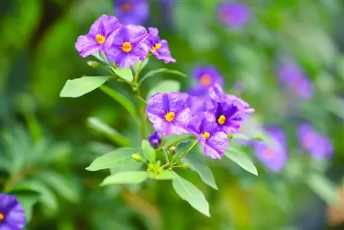 زمستان گذرانی Solanum Rantonnetii: چگونه این کار را در داخل خانه انجام دهیم