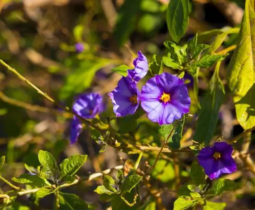 გამძლეა Solanum Rantonnetii? მნიშვნელოვანი მოვლის რჩევები