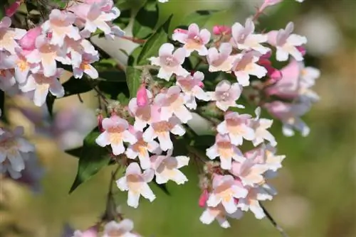 Kolkwitzie nel giardino: velenoso per persone e animali?