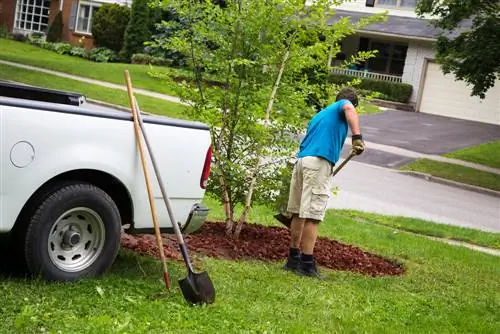 mulch lavë