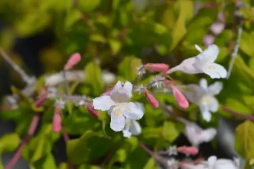 Kolkwitzia blomstrer ikke: årsaker og løsninger