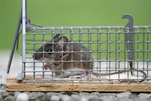 Membasmi tikus tanpa racun: Begini cara kerjanya di dalam dan di luar ruangan