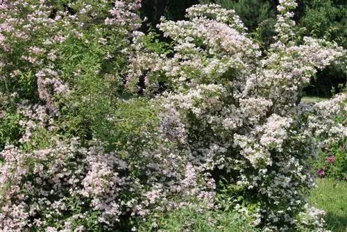 kolkwitzie-փոխպատվաստում