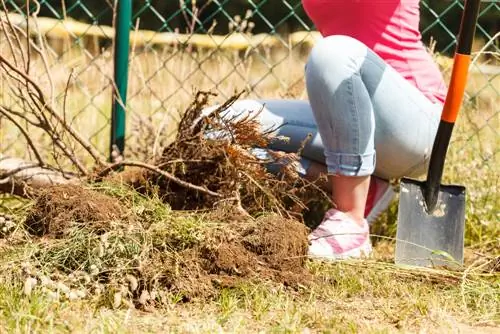 eliminació de tanques de coníferes